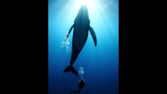 樱纱希 - 深蓝星球：探索海洋深处的未知世界